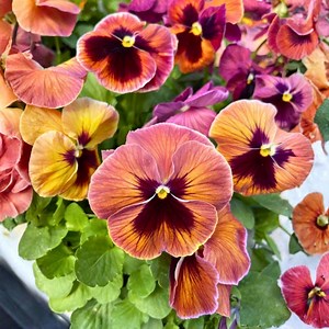 200 Matrix Sunrise Pansy Seeds for Garden Planting Viola Flower Orange Yellow Season Blooms - Etsy Canada