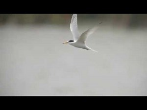 2100mmでアジサシを追いかける