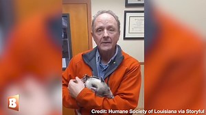 A woman spotted a few men throwing a piglet back and forth like a football at the Mardi Gras Carnival on February 19 and confronted the men, who ended up relinquishing the piglet to her. "Piglet" the piglet was given to the Humane Society of Louisiana, and did not suffer any injuries or trauma from the experience. | Breitbart