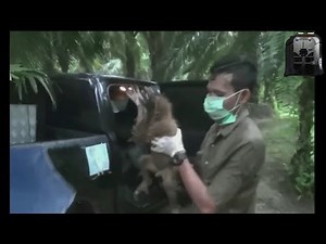 UPDATE on crying baby orangutan and mother who were rescued and relocated by rescue team
