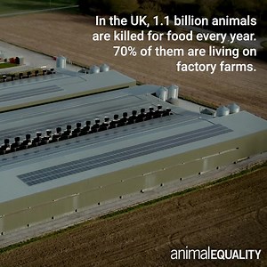 1.4K views · 134 reactions | URGENT: Call on the UK Government to...