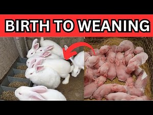 Unlocking Mastery: Baby Bunny Care From Birth to Weaning
