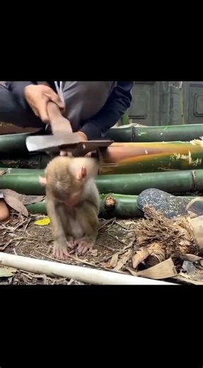 The monkey got his hand stuck in a bamboo tree | Martín Garduño El Líder de Tierra Caliente