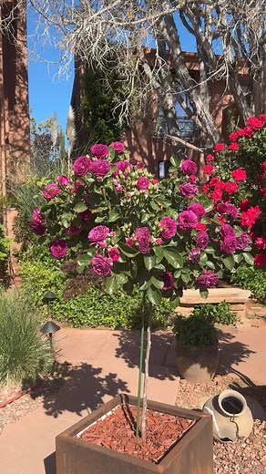 Our roses are GORGEOUS this year. 😍 #casasedona #rosesaremyfavorite #prettyflowers | Casa Sedona Inn