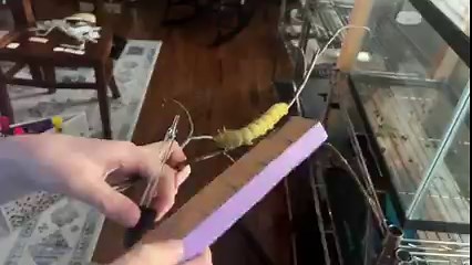 Update on the female Imperial Moth caterpillar - length at 4” when stretched out. Eats 12 sugar maple leaves per day and hydrates by a dropper. My niece maintains a massive data sheet to track its lifecycle. Should pupate soon as we approach fall. | Reed Timmer Extreme Meteorologist