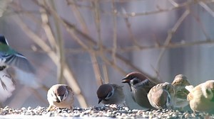 🐦Od živahnih velikih senica do svadljivih zelentarki ovaj video je mali prozor u svet ptica zimi. Uživajte u predivnim prizorima raznovrsnih ptica koje posećuju hranilicu! Pozivamo vas da se pridružite akciji "Ptice moje hranilice"! Već sedmu godinu zaredom, Društvo za zaštitu i proučavanje ptica Srbije organizuje veliko zimsko brojanje ptica. Ovo je sjajna prilika da postanete istraživači i pomognete u prikupljanju važnih podataka o pticama koje zimuju kod nas. 🗓️ KADA SE ODRŽAVA BROJANJE? Ak