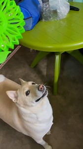 sunflower toy🌻 | Max Mondal.