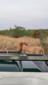 88K views | This is your sign to visit Motswari.✌️ - - #motswariprivategamereserve #motswari #caturday #africansafari #big5safari #wildlifeaddicts #wildlifelovers #safarimoments #goingonsafari #safaritravel #greaterkruger #southafrica #bucketlist #wildlifesafari | Motswari Private Game Reserve | Facebook