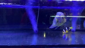 Koran Angelfish (adult) XXL size 🐠 Healthy and eat pallet 🌰 Kindly visit our shop to purchase livestock 😎 We OPEN Tuesday to Sunday from 11am-5pm (Ramadhan only). 🐡🐙🐠🦑🐟🦐🦈🦞🐊🦀🐌🐸 ⚠️ Check out our website to see what stocks available in our shop! ✔️ aquasentinel.storehub.me 🌐 ✔️ aquasentinel.storehub.me 🌐 ✔️ aquasentinel.storehub.me 🌐 | Aqua Sentinel Ventures