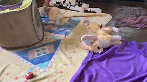 Popeye the fennec Fox playing | Critter Camp Exotic Pet Sanctuary