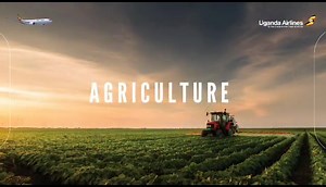 28 reactions | Uganda : Uganda Airlines Entebbe-Uganda flights to Lagos /Nigeria non stop starting 19th October 2023 #uganda #utdauganda_airlines #utdaairlines #utdaentebbe #utdanigeria #utdalagos #utdainfo #utdauganda_video #utdavideo | Uptodate-Africa | Facebook