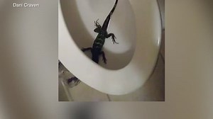 Woman finds iguana in toilet bowl