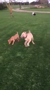 Elsa, Wolfie and Nixon | DC Rescue Dogs.