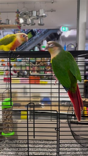 3.1K views · 30 reactions | These 2 baby conures are so cheeky and...