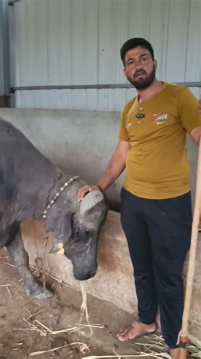 3.7K views · 69 reactions | Top Banni buffalo in BanasKantha. #bannibuffalo #milk #dairy #buffalo #farmers | Farming Yogi | Facebook