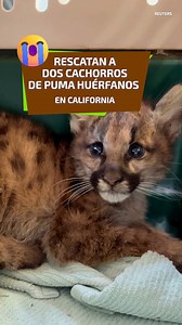 4K views · 46 reactions | Los cachorros de puma, como todo felino, aprenden a cazar y subsistir por su cuenta aprendiendo de su madre, por lo que, a falta de esta importante figura, es necesario que crezcan en cautiverio y reciban los cuidados adecuados. #Puma #Cachorro #Animales #VidaSilvestre #Zoologico #Oakland #California #Noticia #Noticias #UNOTV | UnoNoticias | Facebook