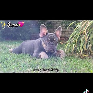 ✨G U C C I💖beautiful lilac tan female🐶 | Luxury French Bulldogs