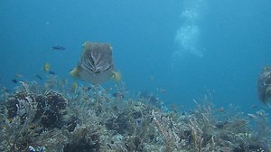 Napantao today nice couple of reef cuttlefish - Ascarosepion latimanus | Sogod Bay Scuba Resort