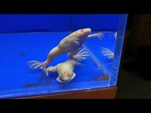 African clawed frog (albino) feeding!