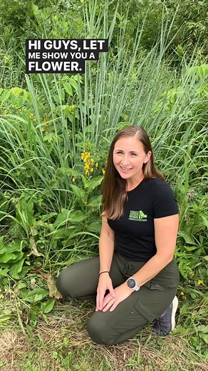 Jess McQuown is here to teach us about partridge pea, which is in bloom now and it'll be popping with color until October. #nativeplants #wildflowers #partridgepea #willcounty | Forest Preserve District of Will County
