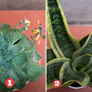 34K views · 706 reactions | Propagating Stone Flowers and Medicinal Plants With These Amazing Ideas  | Great DIY Idea | Facebook