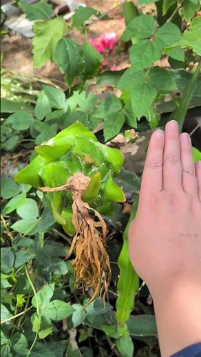 Dragon Fruit Update 10/10/25