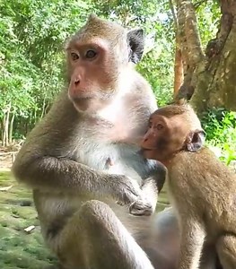 Watch the old grandmother get married and the monkey Amara gives birth to Annie #cutemonkey | Cute Monkey