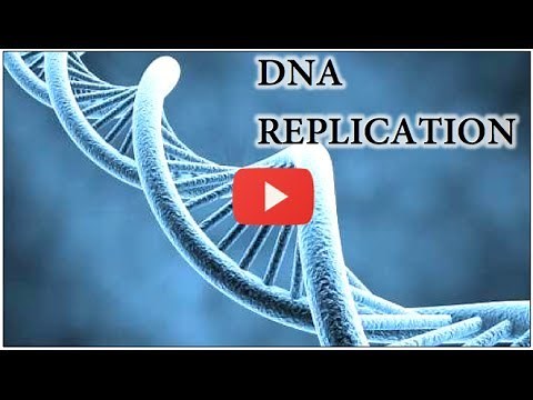 DNA Replication Animation - Super EASY