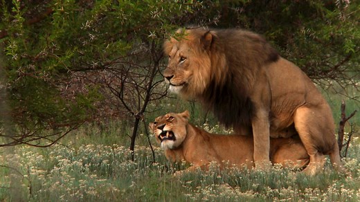 Lion mating ritual up close