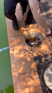 Another big Python in the skimmer box! 🐍 As it warms up, snakes may begin to seek water to cool them down, help them shed their skin, help them soothe their scales or they may just accidentally end up in your pool! Chlorinated pools are not good for a snakes health after long periods of time, so it’s important that a professional is called to remove, check and relocate the snake! Summer relocated this snake into an area with a lovely creek nearby for it to soak in instead! 📞 0408545440 #coasta