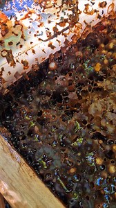 Tetragonula carbonaria Australian native stingless bees 🐝🐝🐝💙💙💙 . . . . . . . . . . . . . . . . . . #beekeeper #bees #australia #insectlovers #beesofinstogram #beesknees #polinators #brisbane #savethenativebees #savethebees #scary #meliponiculture #awesomeearth #beephotogtaphy #creepy #apismellifera #sustainability #fear #backyardbeekeeping #crazy #fear #trendingreels #viral #viralvideos #solitarybees #solitarybeehotel #beehotel #savethebees | Urban Native Bees