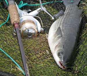 The kit you need to catch estuary mullet