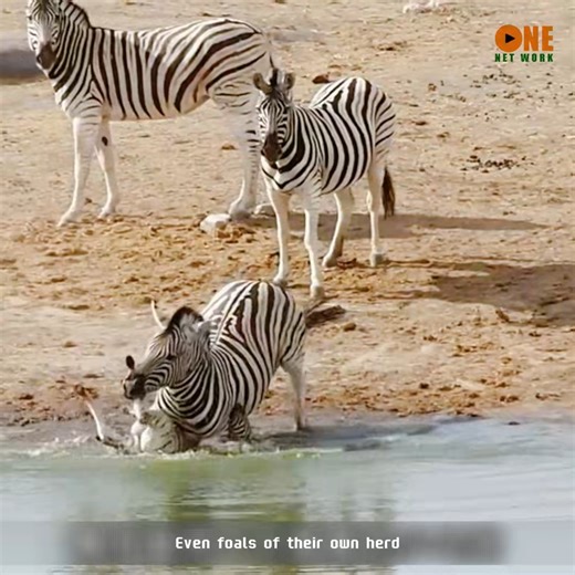 Why does this zebra do that? | Review The animal world