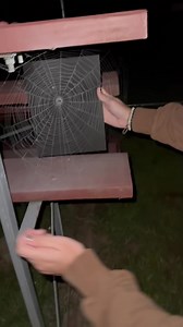 Creando Arte con Telarañas: Valiosas Curiosidades