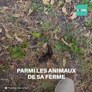 Quand il a vu ce coyote, il a remarqué que c’était une femelle effrayée. Il n’avait pas l’intention de lui faire du mal, mais il devait protéger ses animaux... | Social
