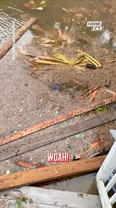963K views · 3.9K reactions | Man spotted an alligator in a flooded courtyard after a bad storm. Hello Mister Alligator - Whoa!  Memezar #gator #storm #hurricane #alligator #ehp #viralvideos #evergladesholidaypark #reptile #animals | Everglades Holiday Park | Facebook