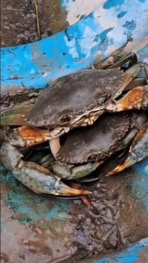 How do male crabs hug female crabs?