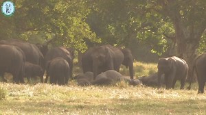 125K views · 1.7K reactions | Department of Wildlife Conservation, Sri Lanka on Reels | Facebook