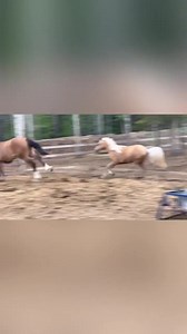 Tallahassee and Major will be leaving for their new home later this week. We moved them to a larger paddock in the meantime and they really stretched their legs! Tallahassee has also been progressing well in her halter training. Major, the dun, was the orphan wildie foal that came to us last year at one day old. He had major medical care required at the time as we believe he didn't receive any colostrum when he was born and it was touch and go, but obviously he recovered well! Jamie, the palomin