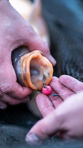 The Combi Rig is a really effective rig presentation that has a great hook to land fish ratio. Not only do you get the suppleness of the combi section, but with the fluorocarbon boom it offers you superb anti-tangle and reset properties. Due to the nature of the knots this rig can be a little more difficult to tie, so here's Loz East showing you exactly how to construct the rig step by step 💪 #RidgeMonkey #DoYouEvenRidgeMonkey #Fishing #Connexion #Angling #CarpFishing #BigCarp #Carp #Carper #Ca