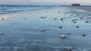 Large bloom of cabbage head jellyfish wash up on Port Aransas shore