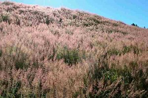 Melinis minutiflora - Alchetron, The Free Social Encyclopedia