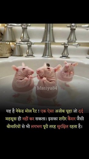 8.4K views · 14 reactions | The naked mole-rat is one of the...