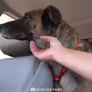 Old German Shepherd was ready to leave her lonely life! 🥺❤️ | Animal Lovers