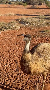 Where crocs, cliffs, and culture collide, our 8-day Uluru to Kakadu & Litchfield Adventure is your all-access pass to nature’s greatest hits - on a budget! From the spiritual heartland of Australia to the lush tropics, this epic journey is packed “WOW” worthy landscapes, ancient stories, and unforgettable wildlife encounters. 🐊🌅🌳 What are you waiting for? Adventure awaits you at ADVENTURETOURS.COM.AU. #AdventureToursAustralia #GdayATA #AdventureTours #Uluru #RedCentre #BungleBungles #Kakadu #