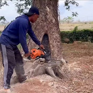 120K views · 1K reactions | Amazing skill man cutting down tree from bottom tree | Watching Videos | Facebook