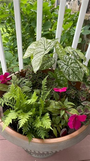 2.2K views · 74 reactions | Low light/ shade planters don’t have to be colorless. Here is an option with variety and visual interest. #shade #planters #porch #lifeatthenest | Life at the Nest | Facebook