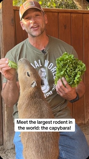 Meet the largest rodent in the world… the capybara! #capybara #babycapybara #capybaras #zoo #animals #rodent | Animal World & Snake Farm Zoo