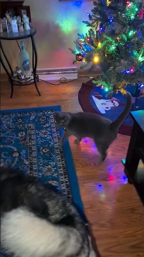 Bear 🐻 and BFLY 🦋. enjoy