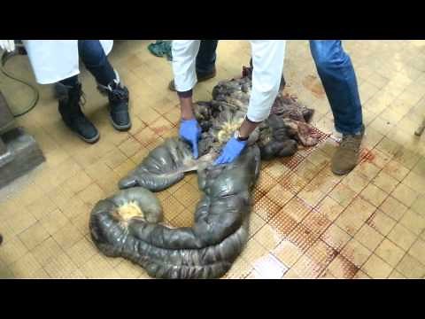 Horse Intestine - Digestive system of the horse